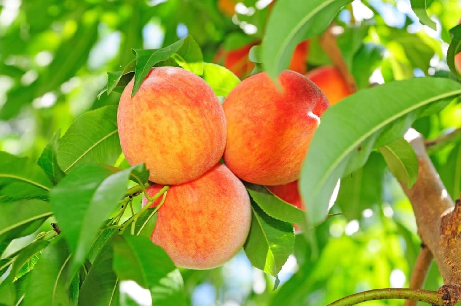 peach red yellow fruit for planting heirloom and non gmo home garden Fruit seeds