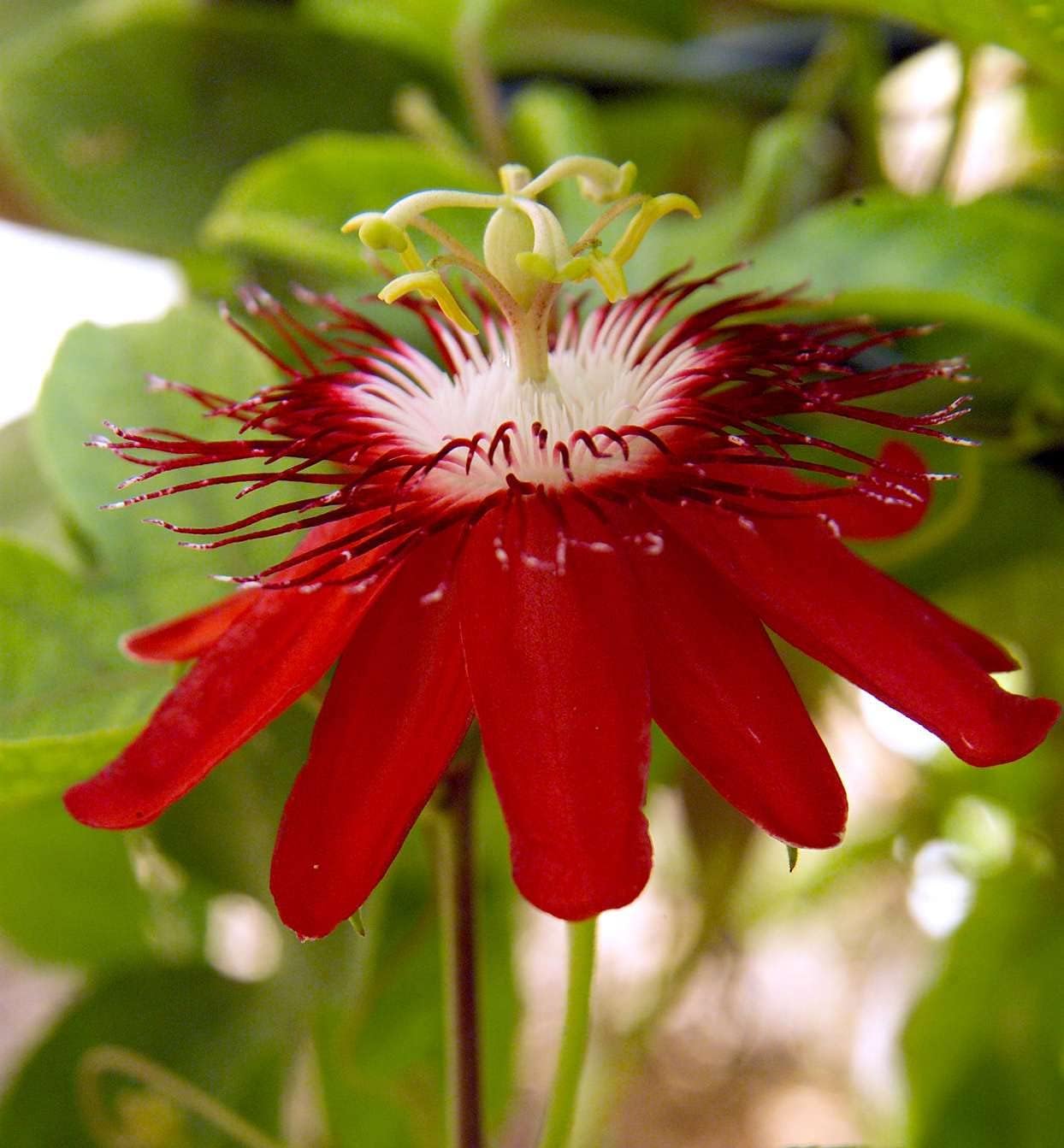 Red Passion Flower Fresh Passiflora Incarnata
