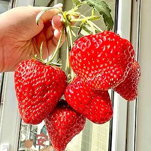 super large strawberry for giant sweet berries