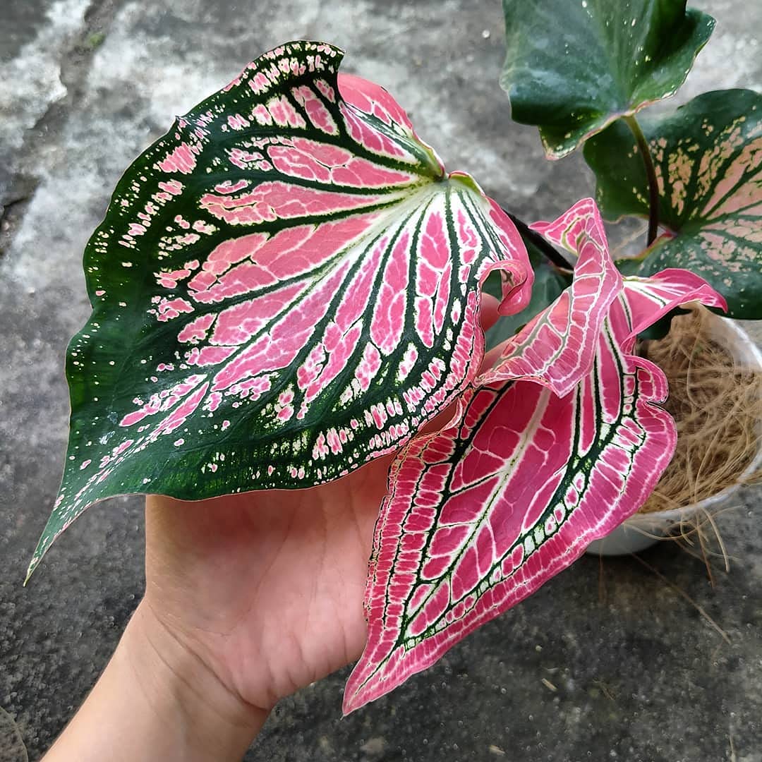 Thailand Caladium Of Indoor Air Purifying Flowers Garden Bonsai Flower Seeds