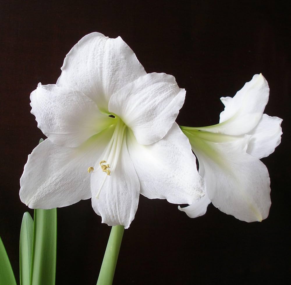 White Amaryllis Flower Seeds