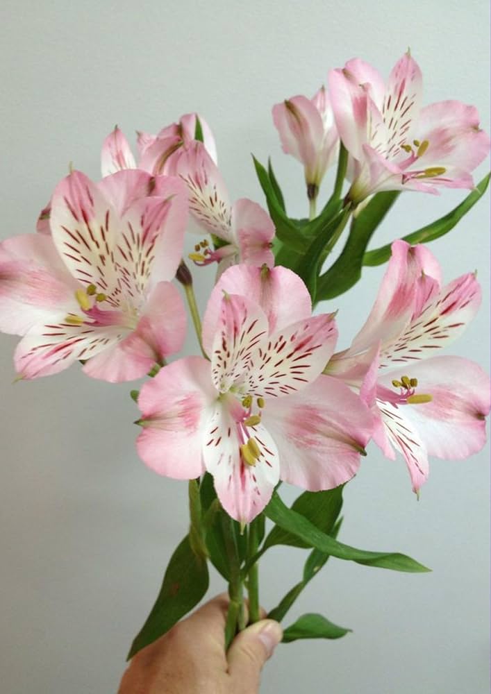Alstromeria Flower Seeds