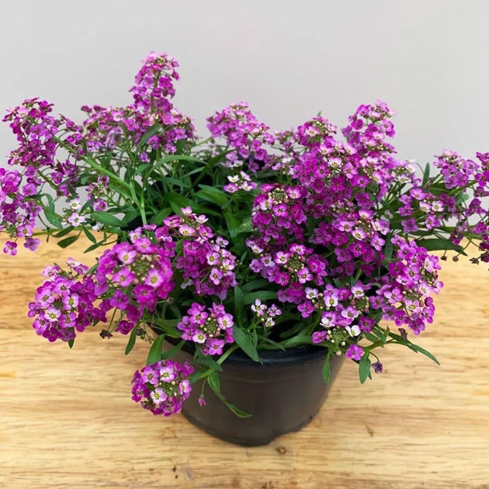 Purple Alyssum Flower Seeds