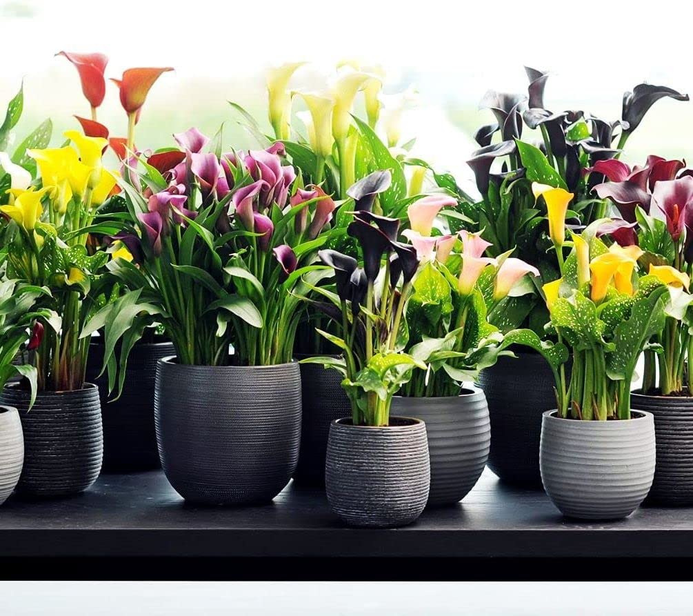 Calla Lily Bonsai