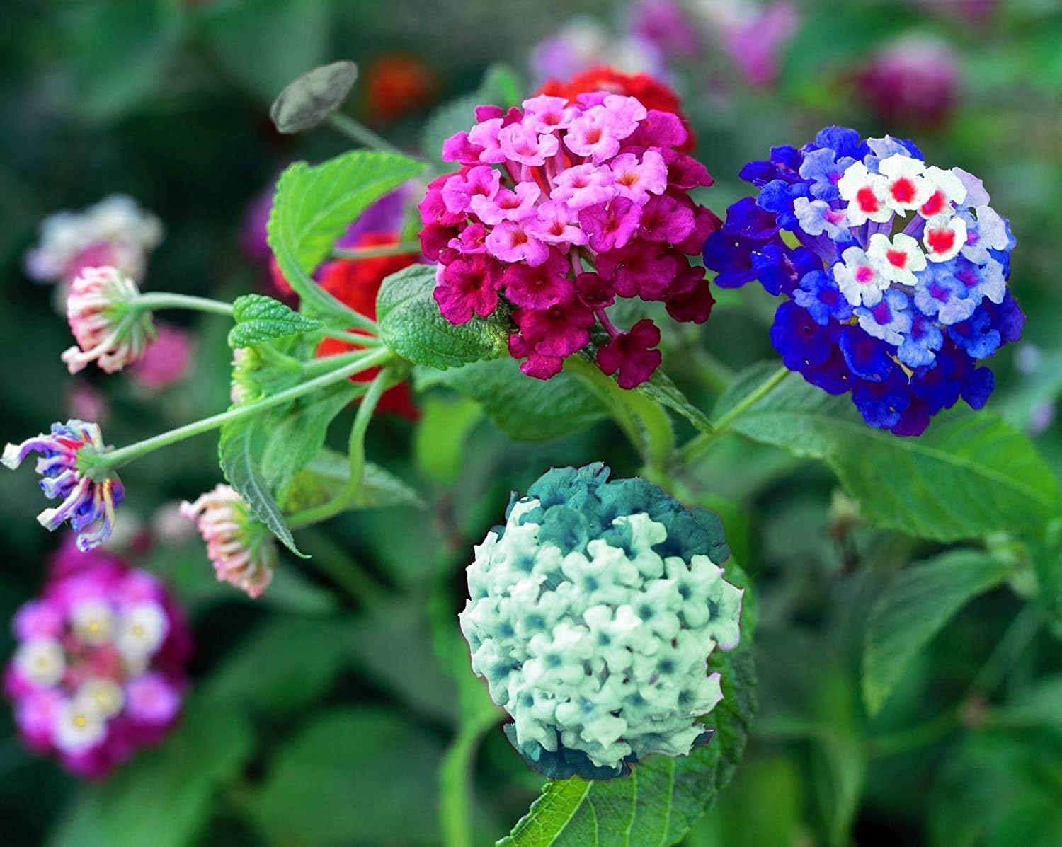 lantana camara mixed flower blumensamen mischen Fruit