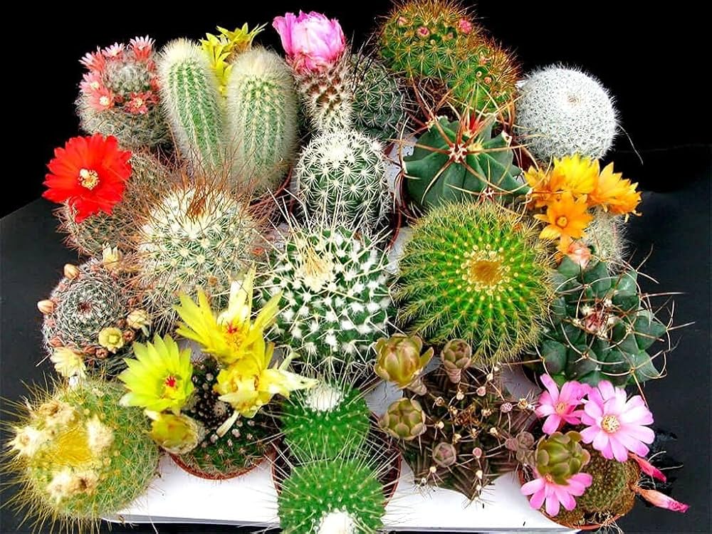 flowering cactus cactaceae mixed flower bed rock