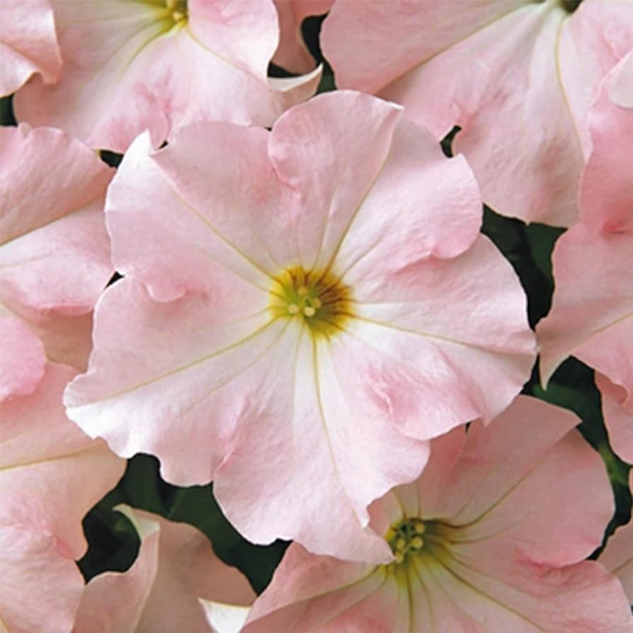 pelleted appleblossom dreams petunia Fruit Seeds