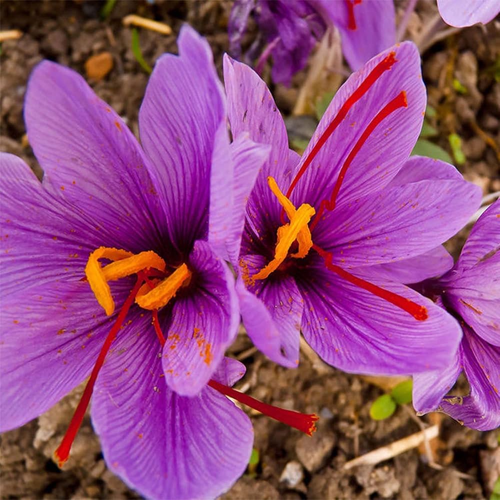 Saffron Pot Bonsai Balcony Garden Flowering Plants Flower Seeds