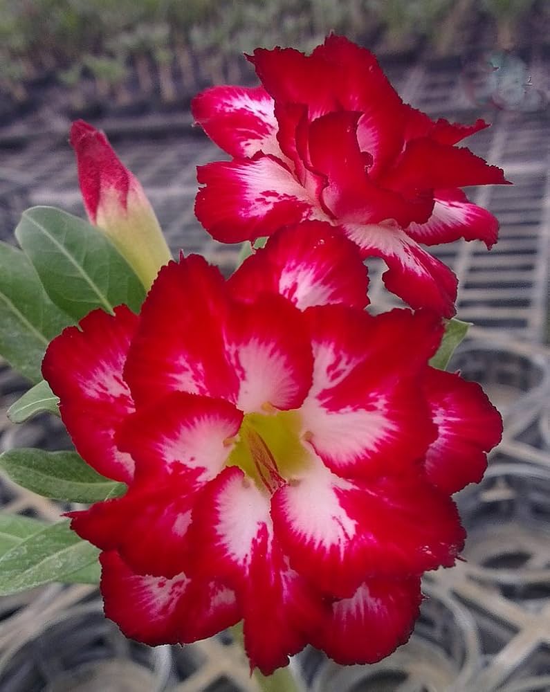 Desert Rose Adenium Obesum Triple Rouge Velours
