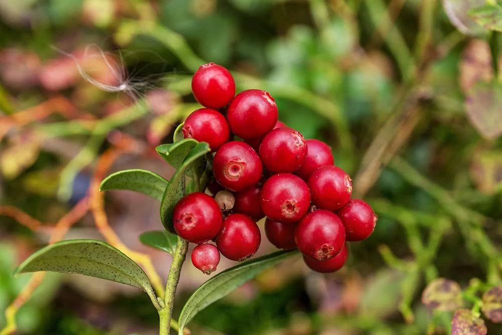 cranberry vaccinium macrocarpon edible gardens home orchards