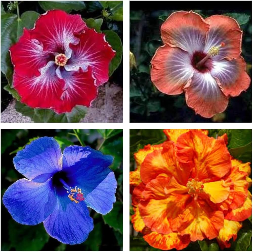 Mixed Hibiscus Flower Seeds – Easy Grow Blossoms for Pots and Backyard Spaces
