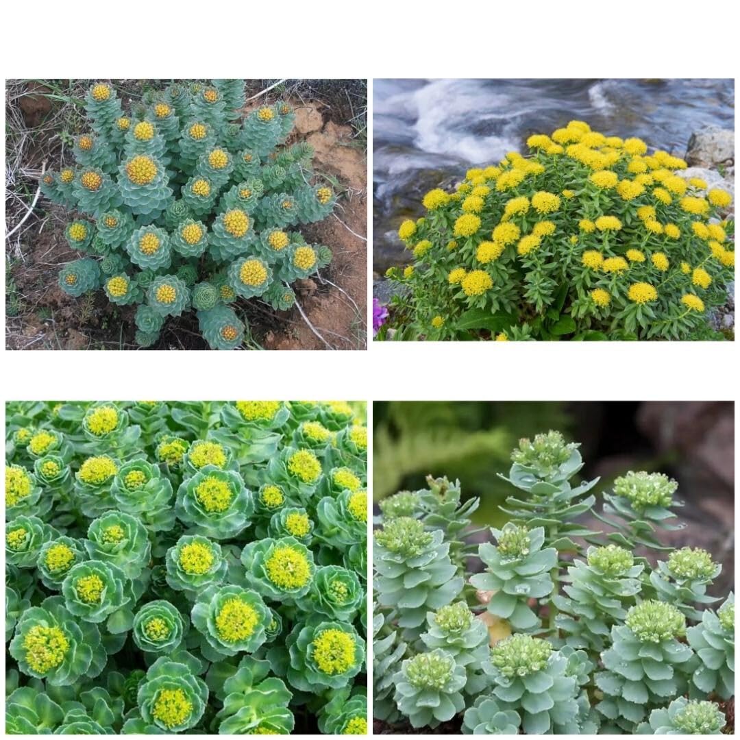 Mixed Rhodiola Rosea Plant Seeds