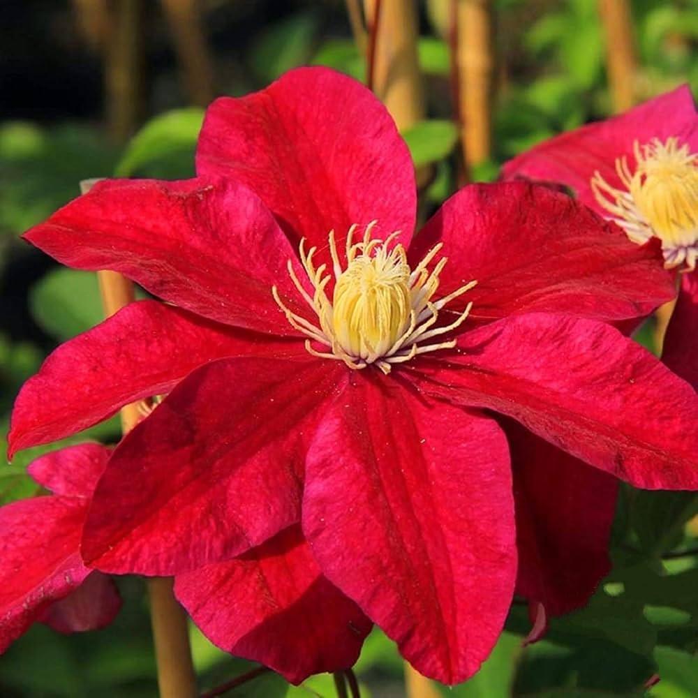 Red Clematis Flower Bulbs Clematis Spp Large Blooms Flower Seeds