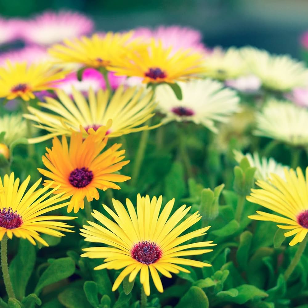 Heirloom Mongimbryanthemum Of Sea Semi Fig Marigold Flower Garden Flower Seeds Home Garden
