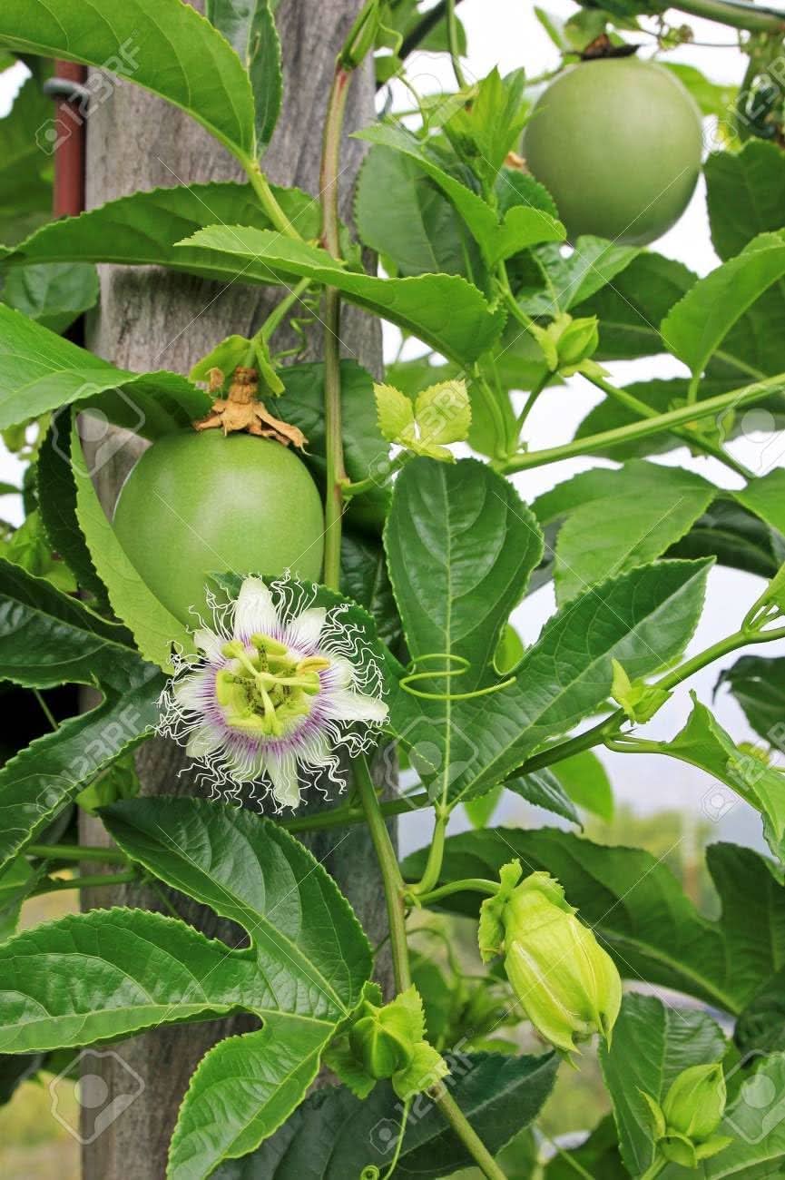 edulis fruit perfect for cultivating sweet fruits in your yard Fruit seeds