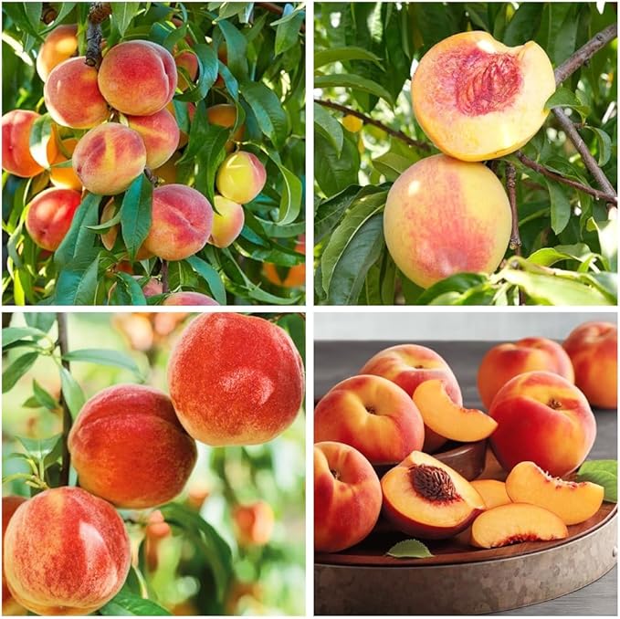 Peach Fruit Seeds