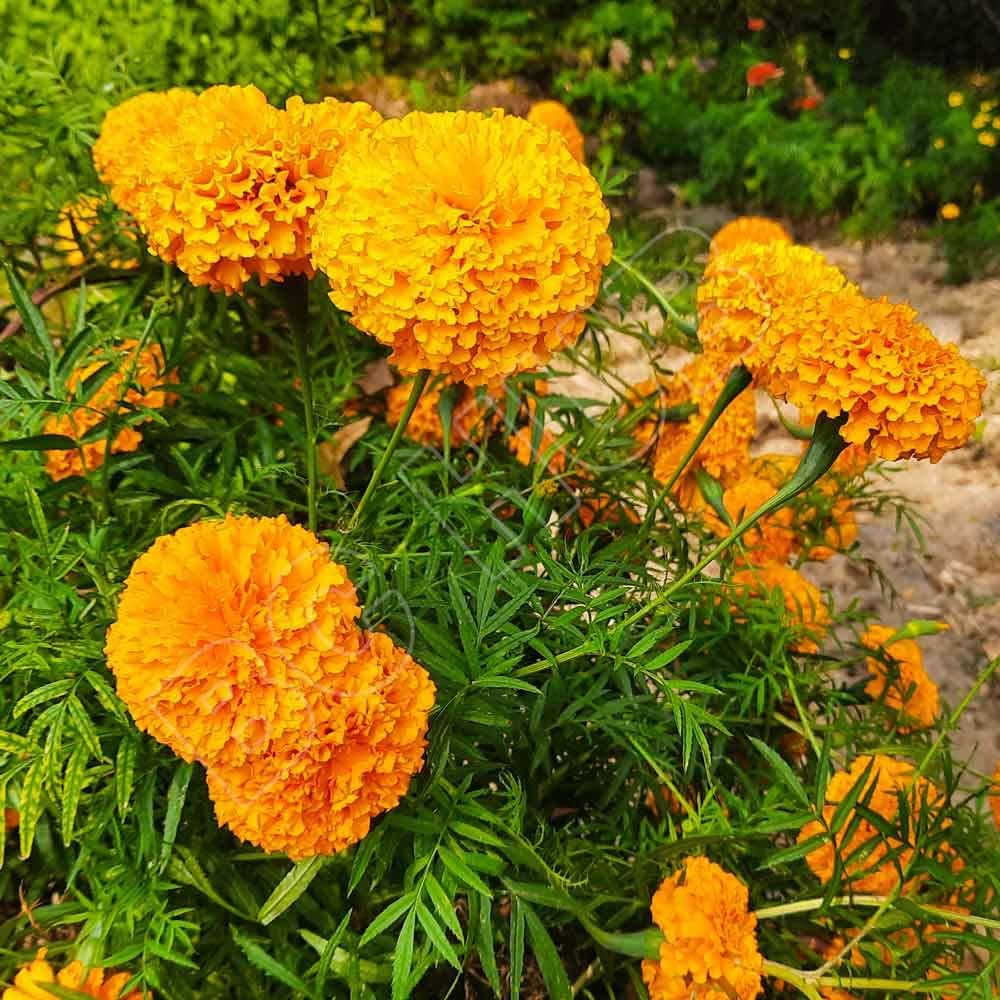 african marigold tagetes bright orange yellow seeds