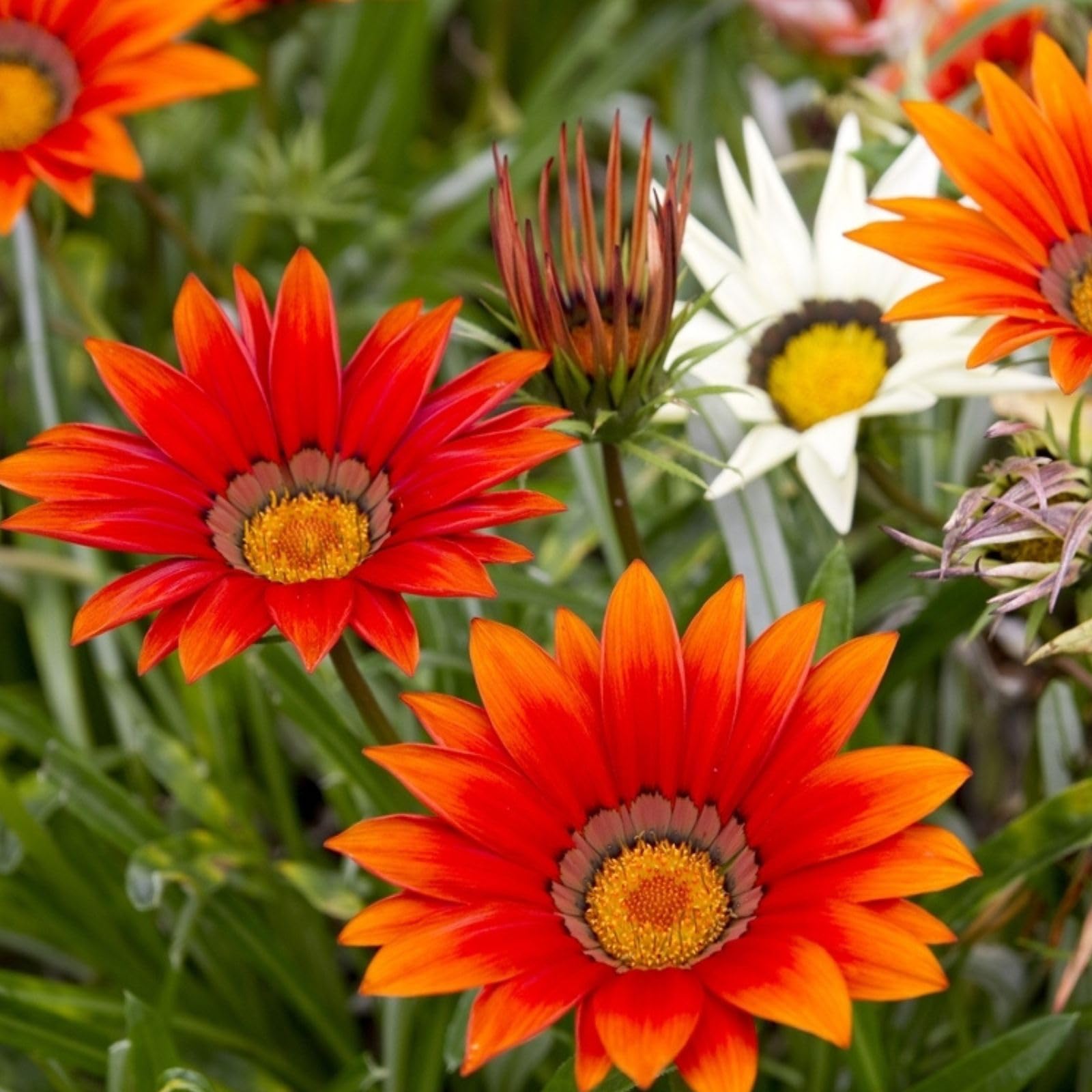 Gazania Flower Gazania Rigens