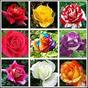 Rose Flower Rosa Spp