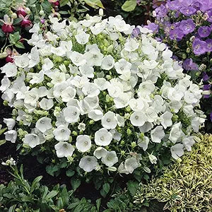 campanula spp flower in bed Fruit Seeds