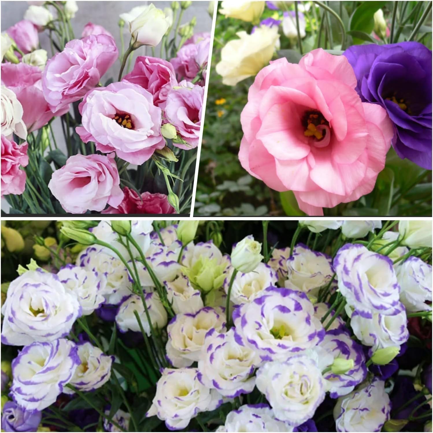 Mixed Eustoma Flower Seeds
