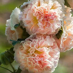 Red Pink Henry Malve Alcea Rosea Tall Beautiful Flowers Flower Seeds