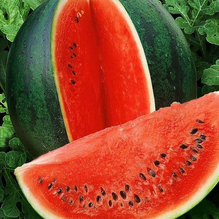 Sugar Baby Watermelon Fruit Seeds