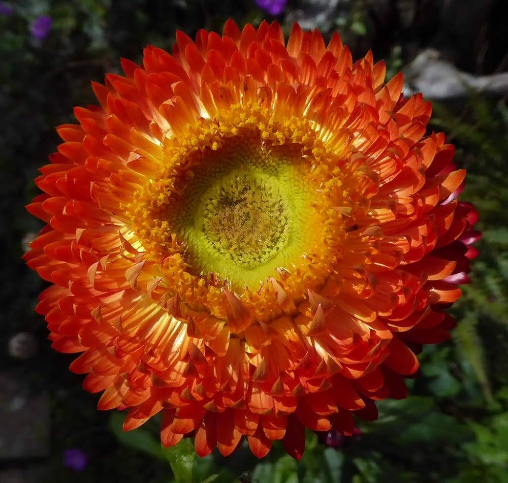 Immortelle Straw Daisy Flower Annual Herb Blend Garden Flower Seeds