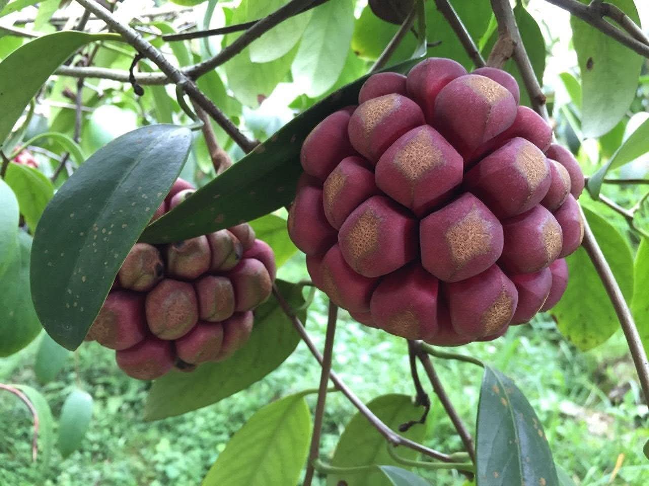 Kadsura Coccinea Unique Hardy Your Fruit Seeds