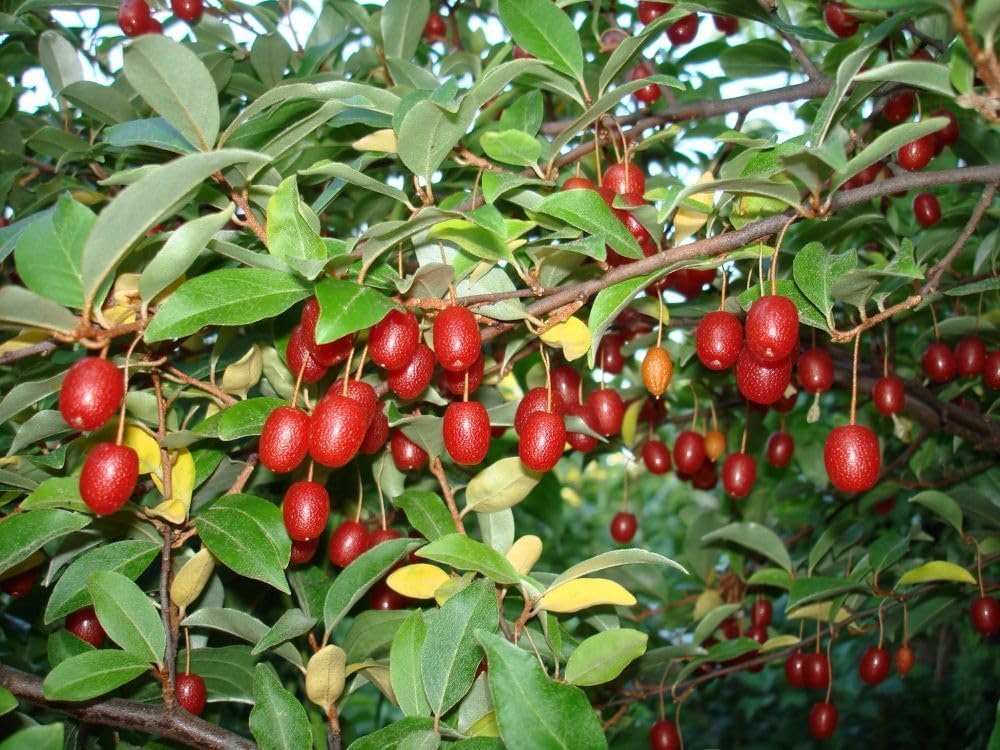Goumi Fruit Hardy And Resilient For Your For Sustainable Orchard Fruit Seeds