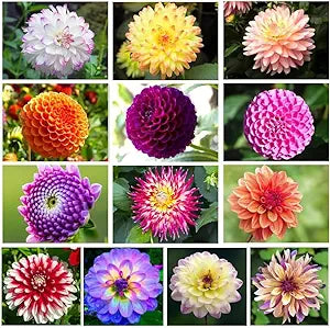 mixed dahlia spp flower in bed Fruit