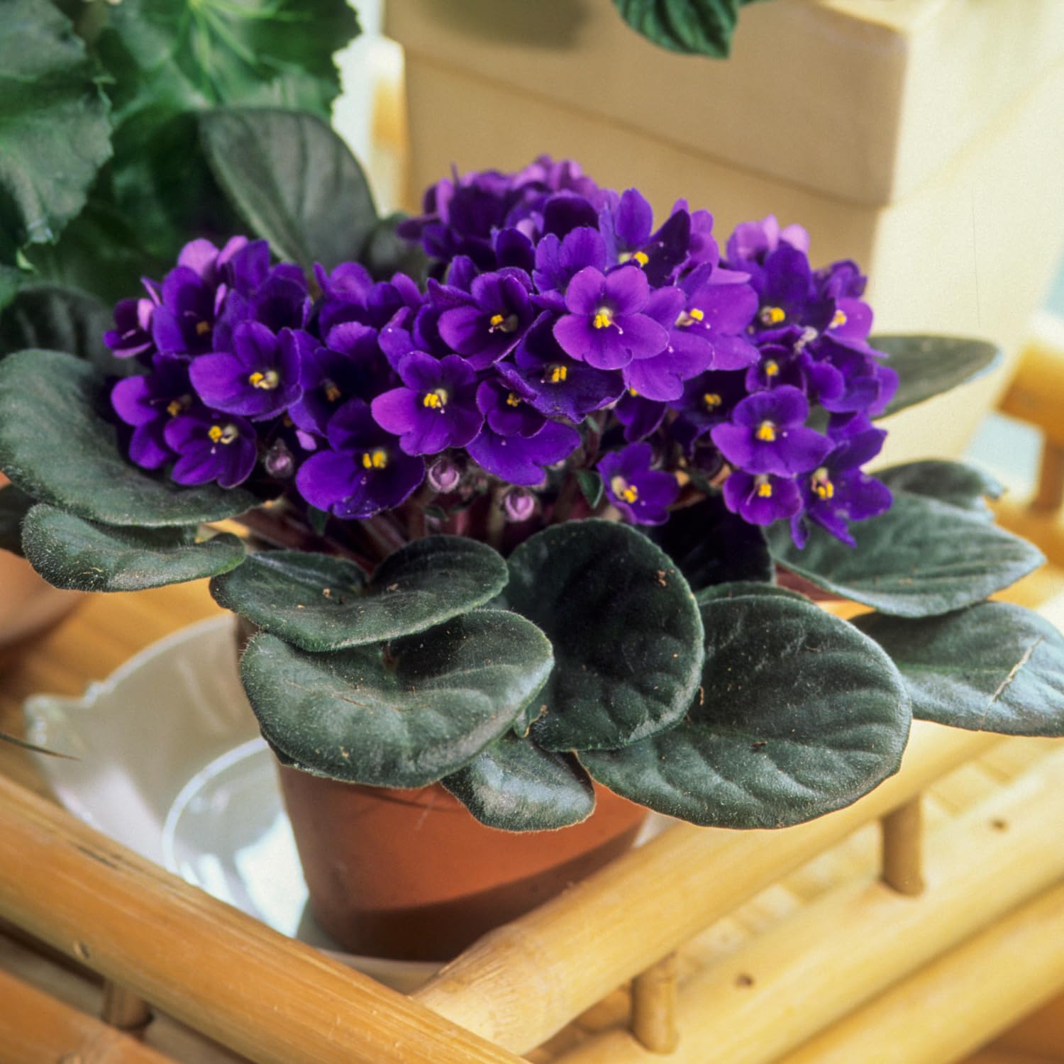 Violet African Of Saintpaulia Ionantha Indoor Bonsai Beautiful Flowers Flower Seeds
