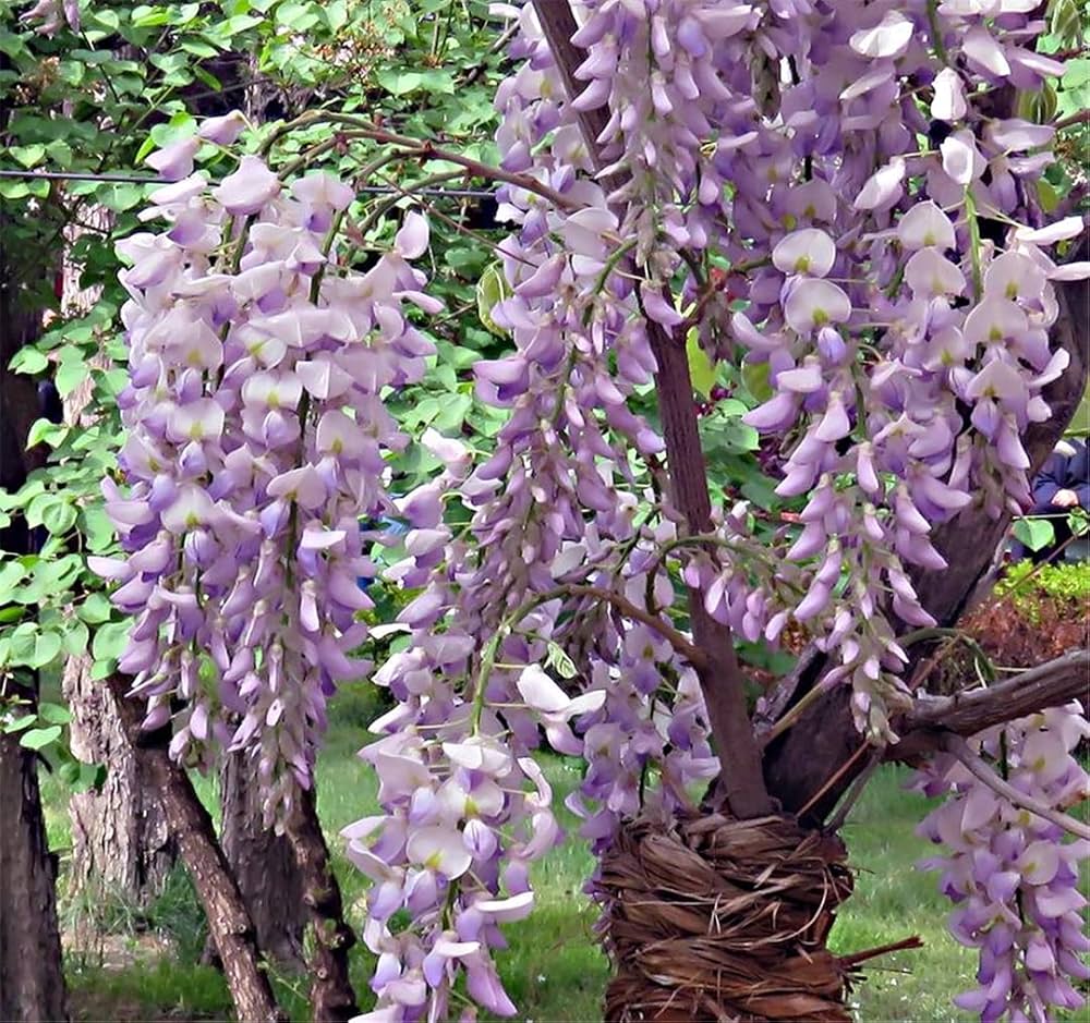 Mini Wisteria Bonsai