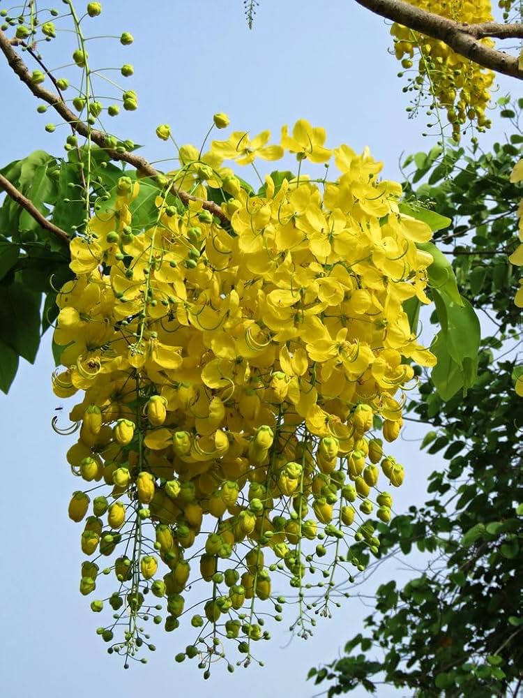 Golden Yellow Chain Tree Flowers