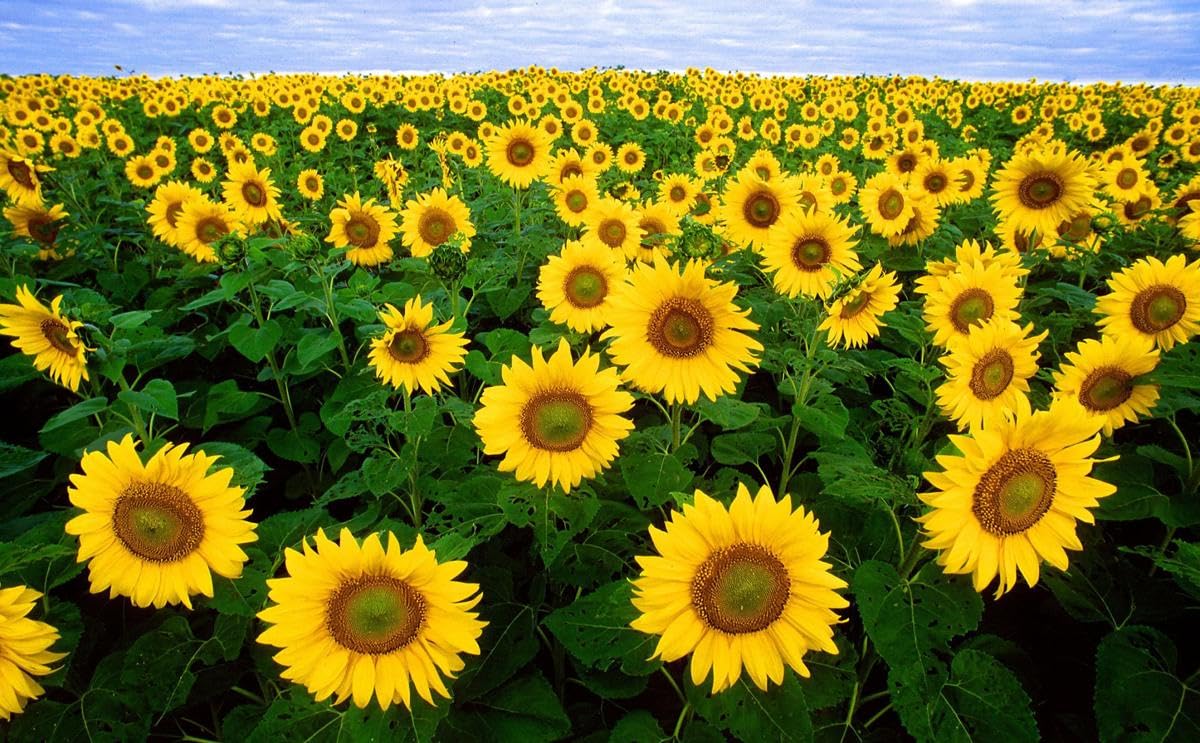 Yellow Sunflower Seeds