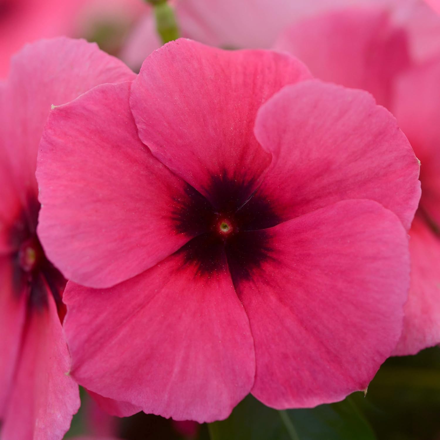 vinca annual raspberry cooling for beautiful blooms