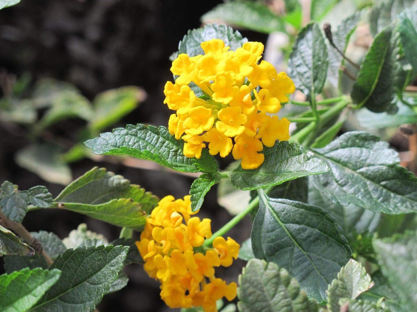 Yellow Lantana Flower Seeds – Heirloom, Non GMO, High Germination Seeds - High Germination Planting Seeds