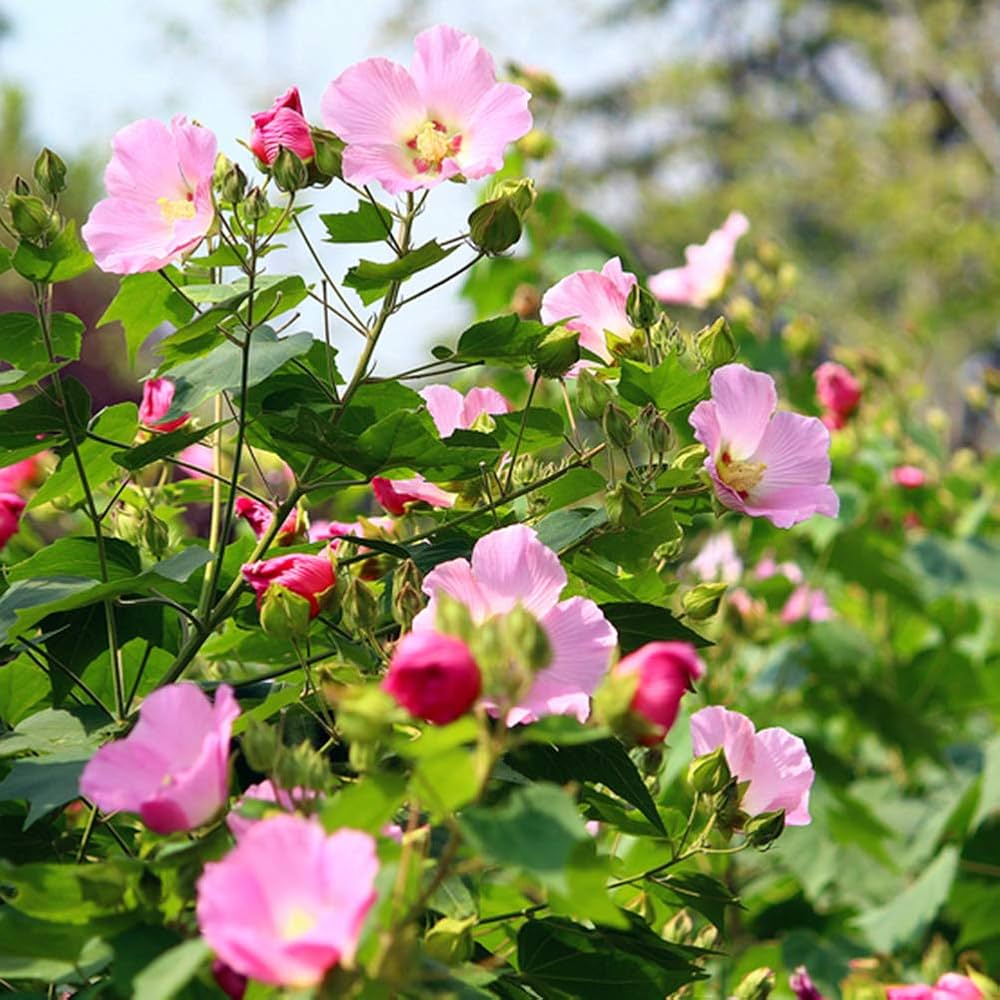 Hibiscus