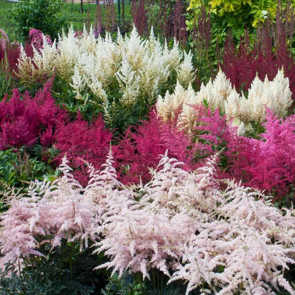 Green Astilbe Flower Fresh