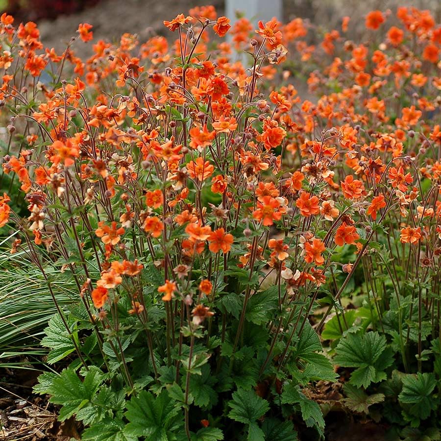 Pink Geum Flower Seeds