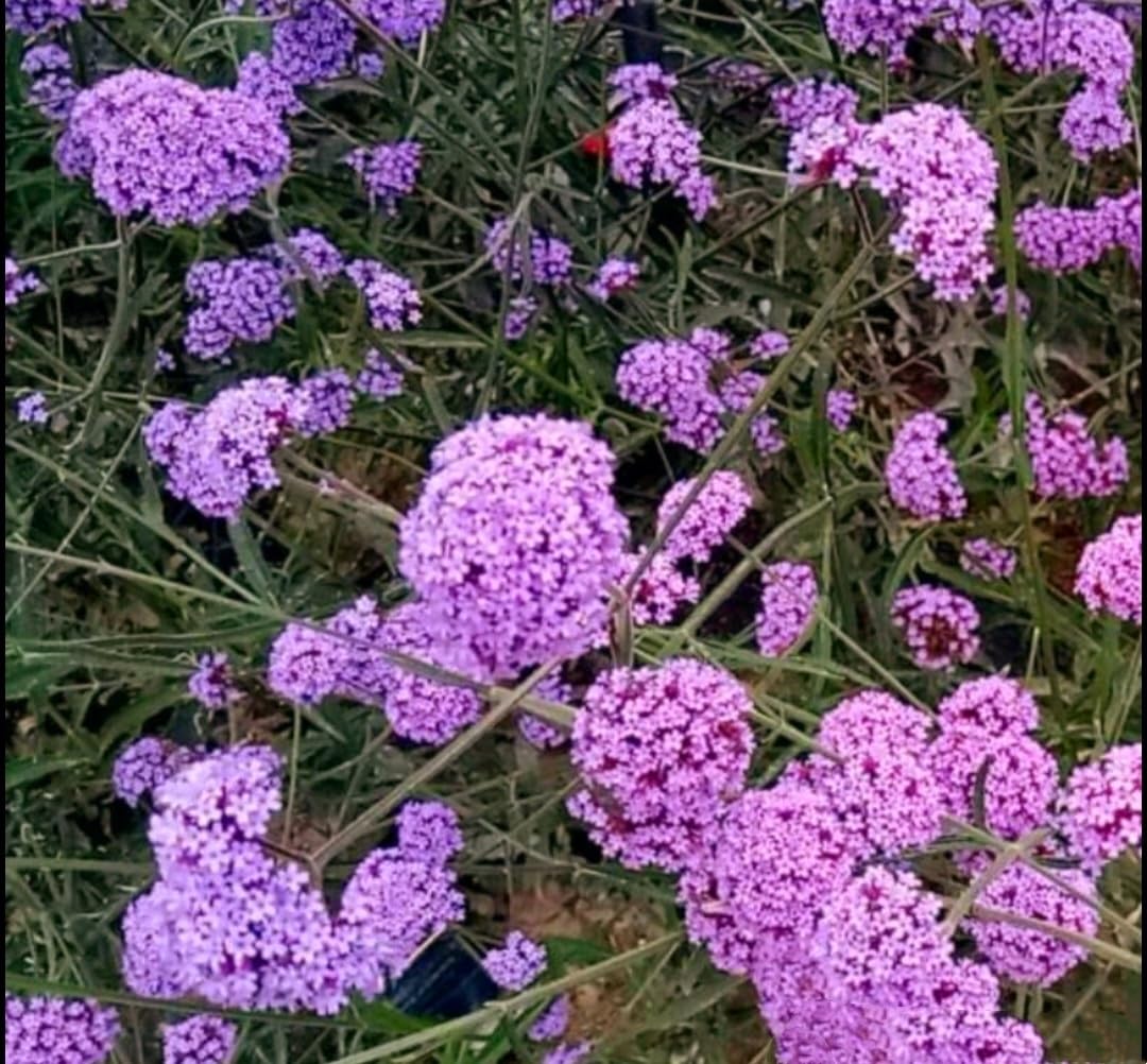 Blue Heirloom Vervain Verbena Beautiful Garden Flower Displays Flower Seeds Home Garden