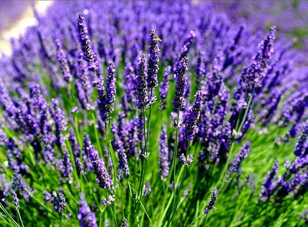 Purple Lavender Herb Lavanda Lavandula Angustifolia Spica Fragrant Flowers Flower Seeds