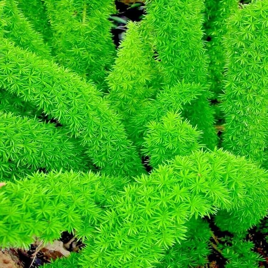 foxtail fern asparagus densiflorus Fruit Seeds