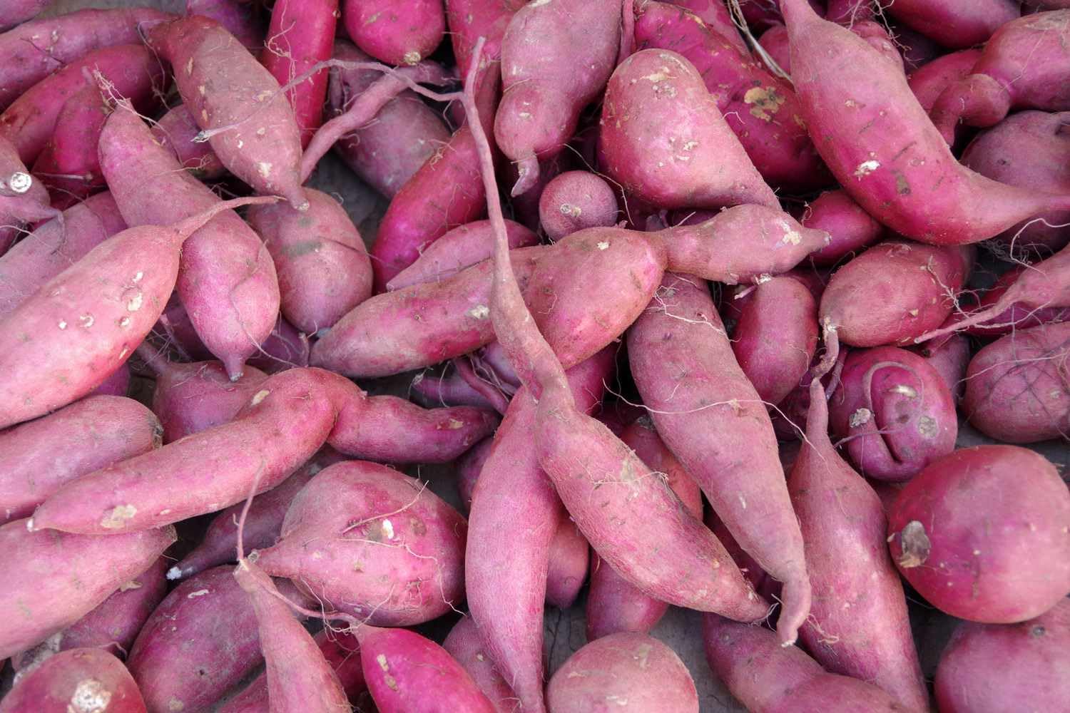 Sweet Potato Vegetables Mixed vegetable seeds for Home Gardening, Nutritious Backyard for kitchen garden planting