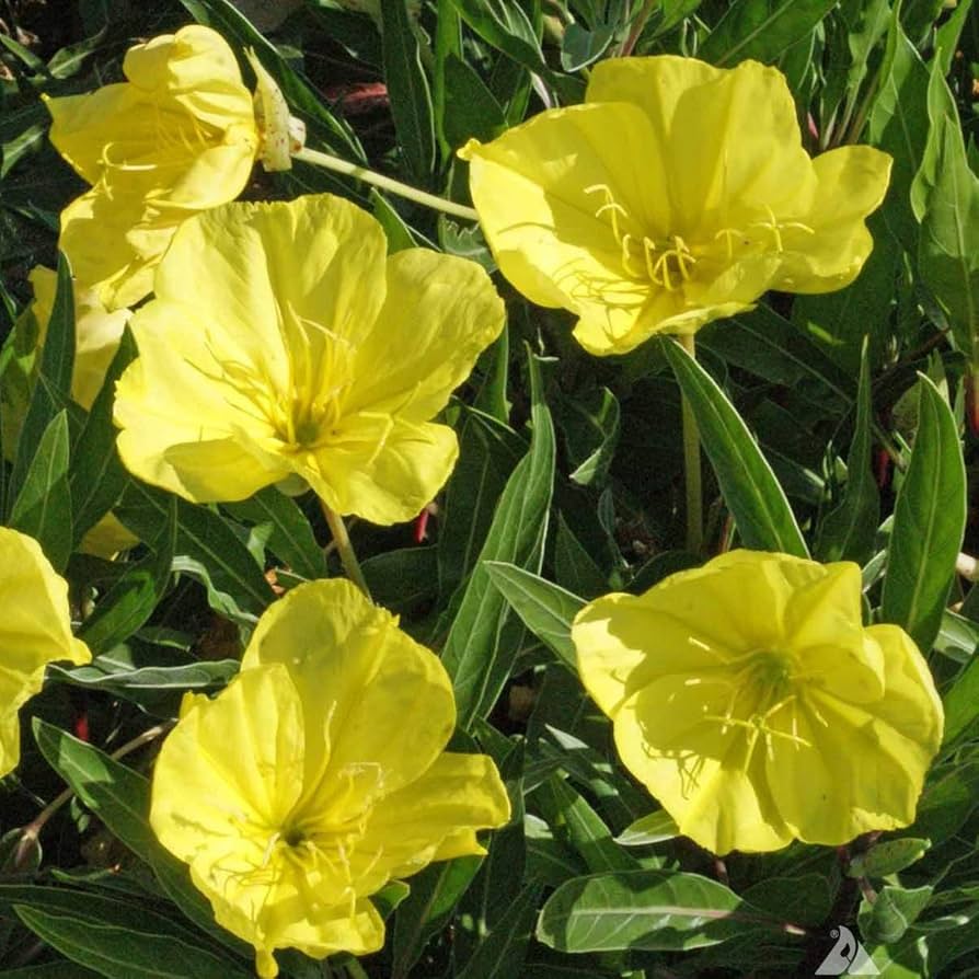 Golden Yellow Tall Evening Primrose Beauty Flower Seeds