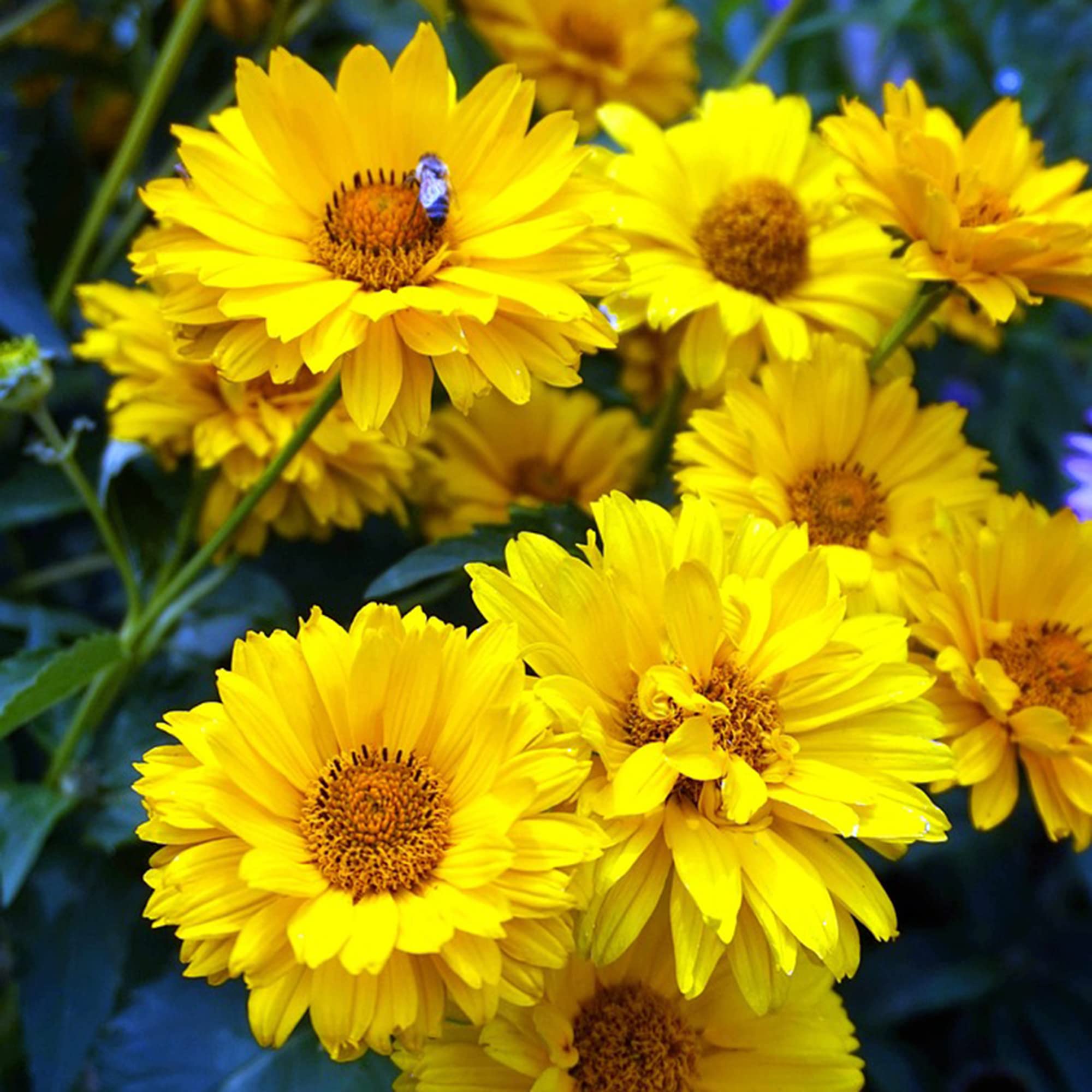 Yellow Heliopsis False Sunflower Perennial Bright Blooms In Your Garden Flower Seeds