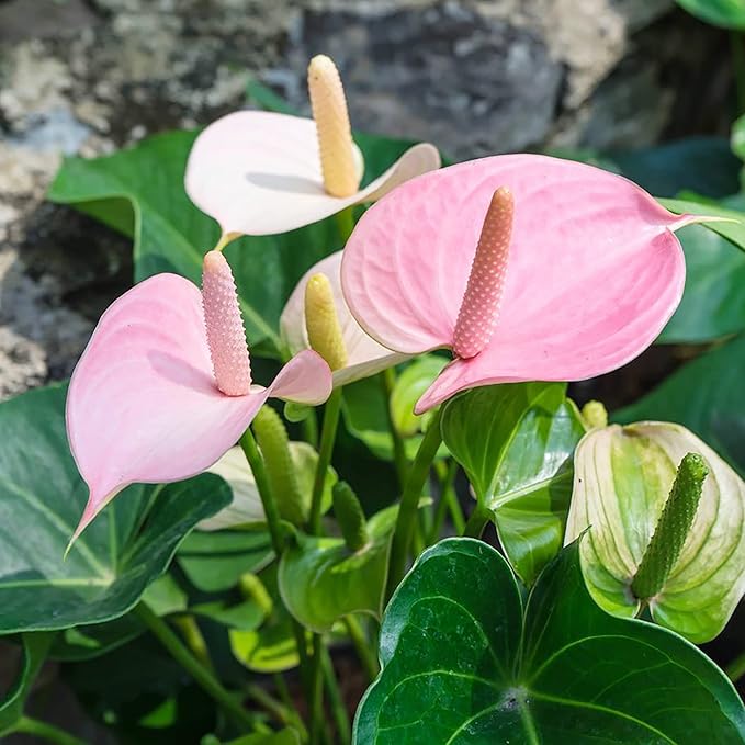 Heirloom Red Pink White Anthurium Flower Seeds for Planting - Organic Garden Seeds
