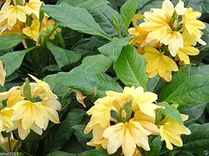 crossandra yellow splash firecracker flower very seeds