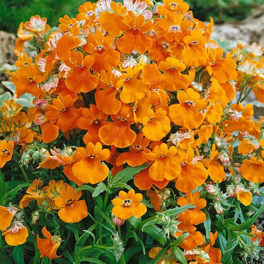 Orange Nemesia Flower Seeds – Exotic Flowering Plants for Colorful Backyard Beauty