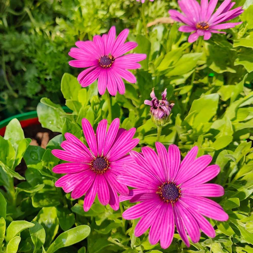 Pink Osteospermum Flower Seeds